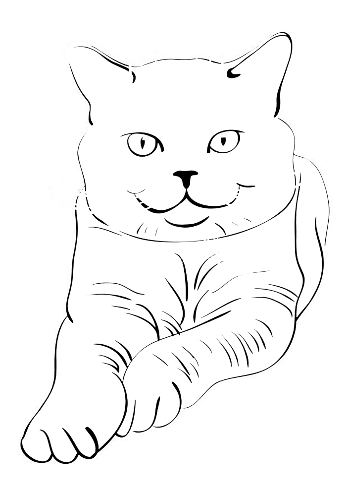 Cat Coloring book for kids